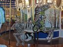 Zeus, the Zebra