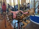 Zulu, the African Serval
