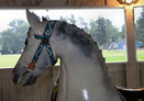 U.S. Merry-Go-Round Horse