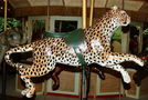 Outside Row Cheetah