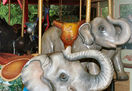 Asian Elephants