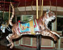 Outside Row Sumatran Tiger