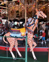 Herschell-Spillman Giraffe Outside Row Stander
