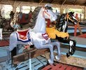 Horses