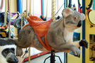 Carousel Works Koala