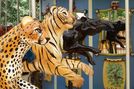 (L-R) Cheetah, Tiger, and Tapir