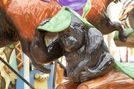 Baby Gorilla