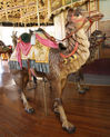 PTC 2nd Row Camel