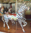 PTC Outside Row Zebra