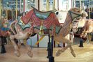 Carousel Magic Camel