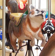 Carousel Works Swift Fox