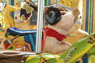 Carousel Works Pig