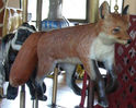 New Carved Red Fox
