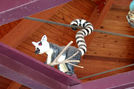 Lemur Watching From the Sweeps
