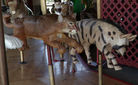 New Carved Puma and Hyena