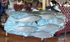 New Carved School of Fish