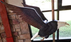 Bald Eagle On Display At The Carousel