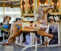 Rodeo Horse