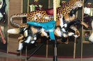 Outside Row African Wild Dog and Middle Row Leopard