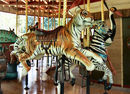 Tiger, Zebra and Stork