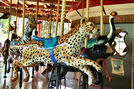 Cheetah, Sun Bear and Stork