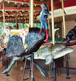 Outside Row Cassowary and Second Row Dolphin