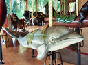 Second Row Dolphin