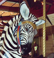 Zebra Detail