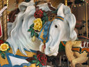 Chariot Horse Close-up Head Detail