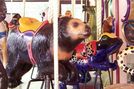 Carousel Works Sun Bear and Poison Dart Frog