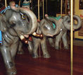 Asian Elephant Row