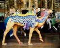 Herschell-Spillman Camel Outside Row Stander