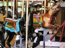 Inner Row Horse and Pig in Zebra Row