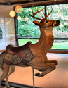 Denzel Stag on Display