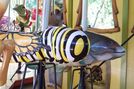 (L-R) Monarch Butterfly Caterpillar and Mississippi Catfish