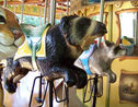 (L-R) Spectacled Bear and Raccoon