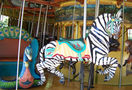 Peacock Chariot and Zebra