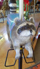 Raccoon