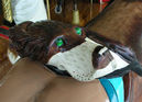Parker Dog Cantle Carving