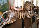 Parker Zebra