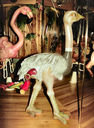 Ostrich Stander