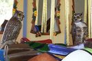 Carousel Works Owls