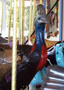 Carousel Works Double Wattled Cassowary
