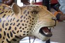 Leopard Head Detail