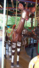 Second Row Okapi