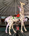 Muller Giraffe