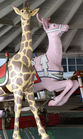 Muller Giraffe and Muller Deer