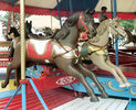 Norman & Evans Horses