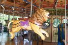 African Lion