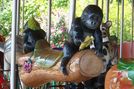 Baby Gorillas